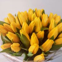 GP034 Tulpių (50 vnt.) puokštė